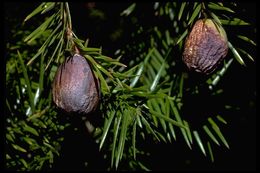 Image of California Nutmeg