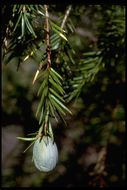 Image of California Nutmeg