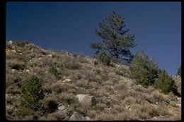 Imagem de Pinus monophylla Torr. & Frém.