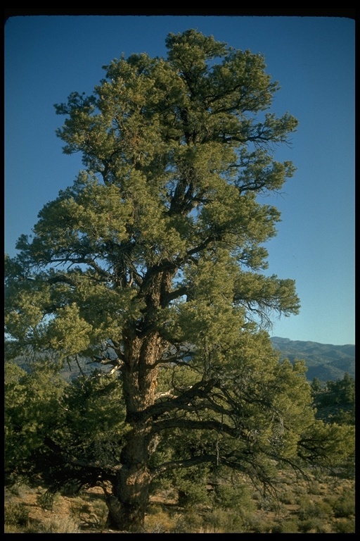 Imagem de Pinus monophylla Torr. & Frém.