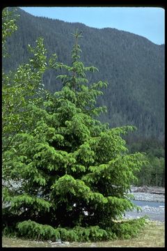 Image of Sitka Spruce