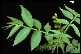 Image of Arizona walnut