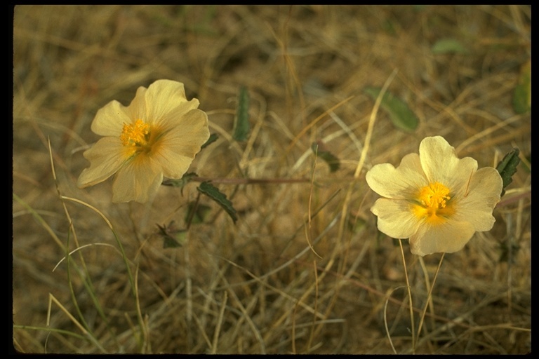 Image of <i>Sida abutifolia</i>