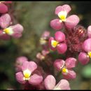 Слика од Triphysaria eriantha subsp. rosea (A. Gray) T. I. Chuang & L. R. Heckard