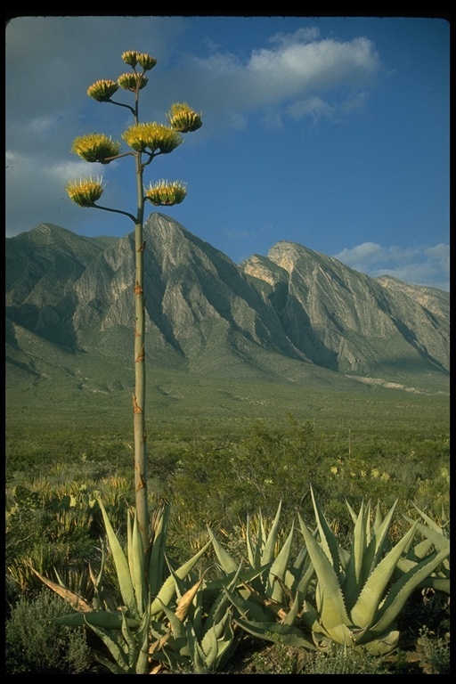 Image of Century Plant or Maguey