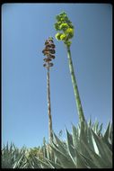 Image of Century Plant or Maguey