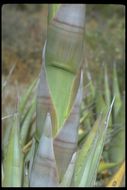 Image of Century Plant or Maguey