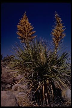 Image of Parry's beargrass