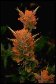 Plancia ëd Castilleja affinis subsp. litoralis (Pennell) T. I. Chuang & L. R. Heckard