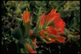 Image of Mendocino Coast Indian paintbrush