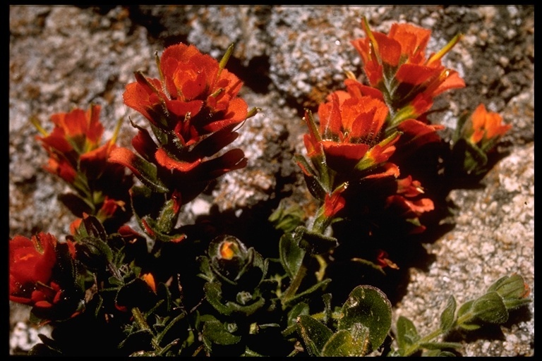 Слика од Castilleja latifolia Hook. & Arn.