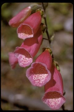 Imagem de Digitalis purpurea L.