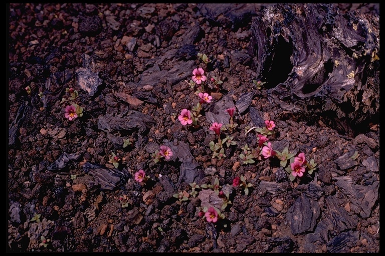 Plancia ëd <i>Mimulus nanus</i>