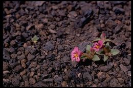 Plancia ëd <i>Mimulus nanus</i>