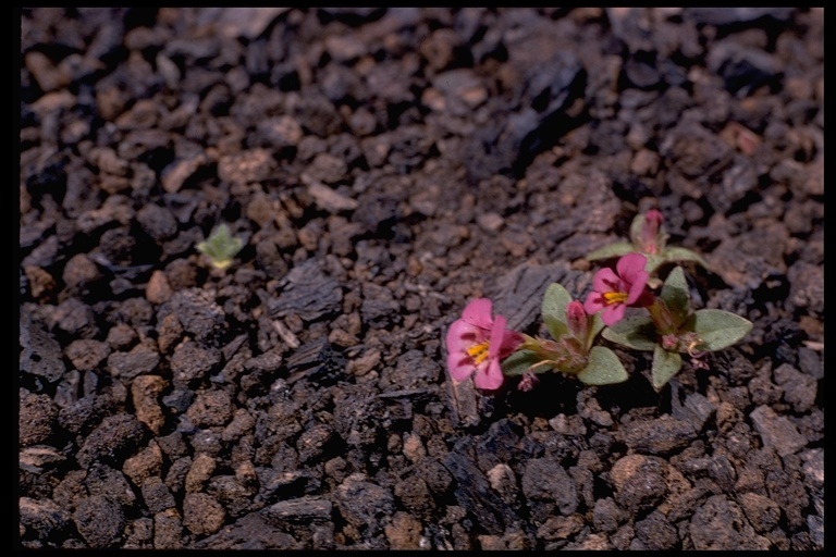 Plancia ëd <i>Mimulus nanus</i>