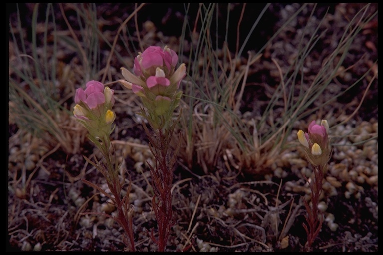 Imagem de Orthocarpus tenuifolius (Pursh) Benth.