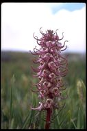 Image of elephanthead lousewort