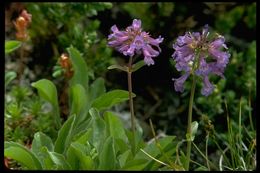 Image of littleflower penstemon