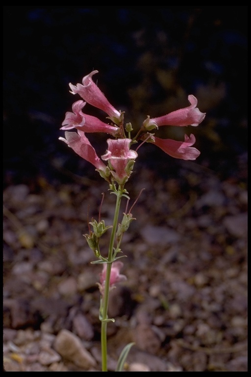 Image of desert penstemon