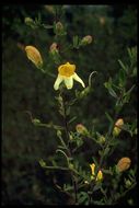 Image of snapdragon penstemon