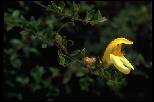 Image of snapdragon penstemon