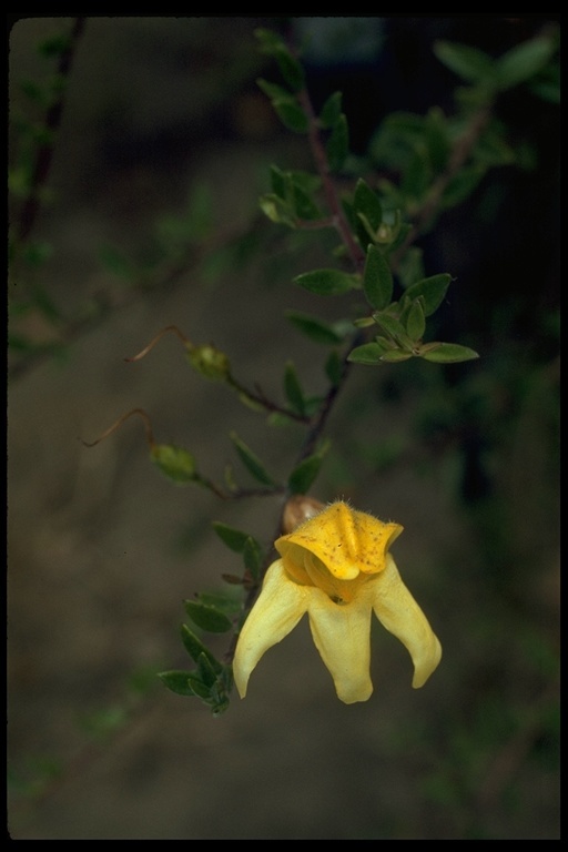 Image of snapdragon penstemon