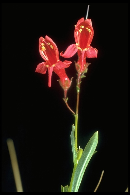 Image of Bridge penstemon