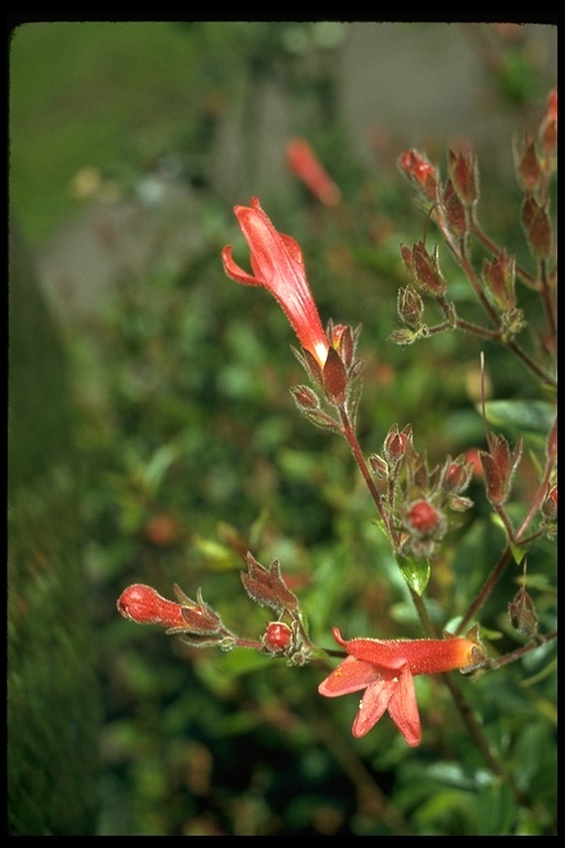 Image of heartleaf keckiella