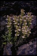 Image of scabland penstemon