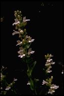 Image of scabland penstemon