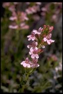 Image of scabland penstemon