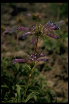 Image of Sierra beardtongue