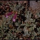 Image of Snow Mountain beardtongue