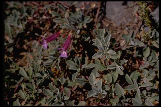 Image of Snow Mountain beardtongue