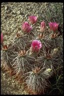 Image de Echinocereus engelmannii (Parry ex Engelm.) Lem.