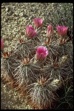 Image de Echinocereus engelmannii (Parry ex Engelm.) Lem.