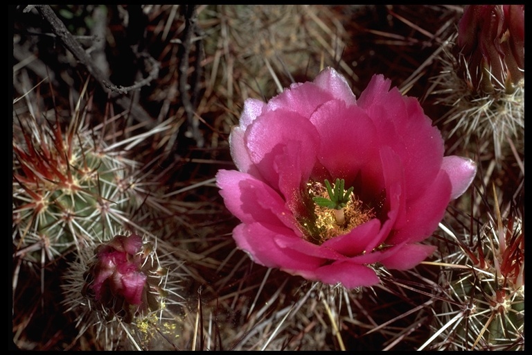 Image de Echinocereus engelmannii (Parry ex Engelm.) Lem.