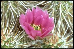 Image de Echinocereus engelmannii (Parry ex Engelm.) Lem.