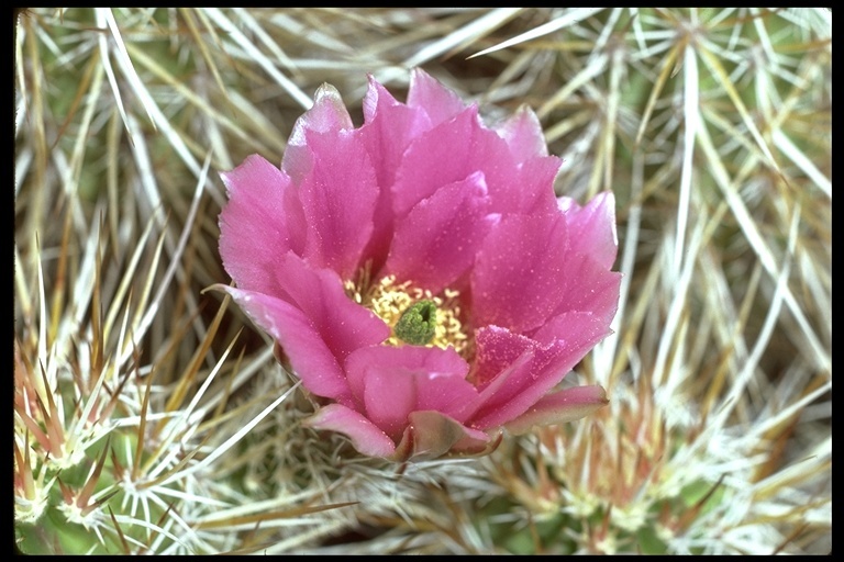 Image de Echinocereus engelmannii (Parry ex Engelm.) Lem.