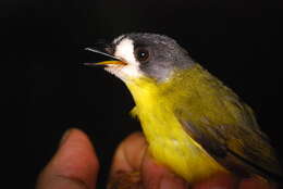 Image of australasian robins