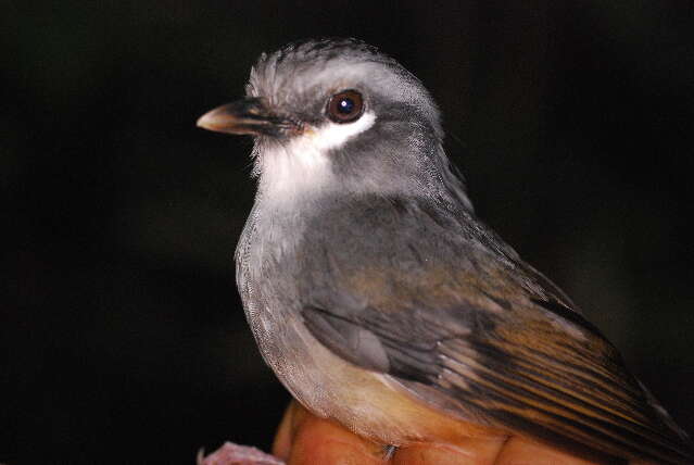 Image of australasian robins