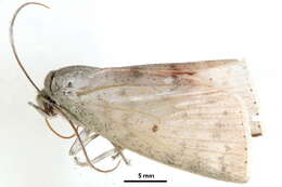 Image of Tympanistes