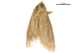 Image of Azygophleps