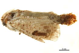 Image of Metarbelidae