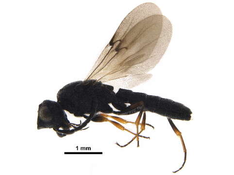 Image of Sparasionidae