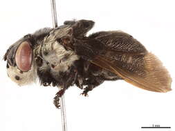 Image of Rodent and Lagomorph Bot Flies