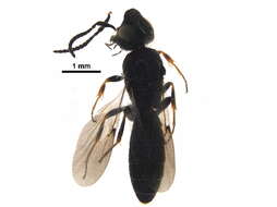 Image of Sparasionidae