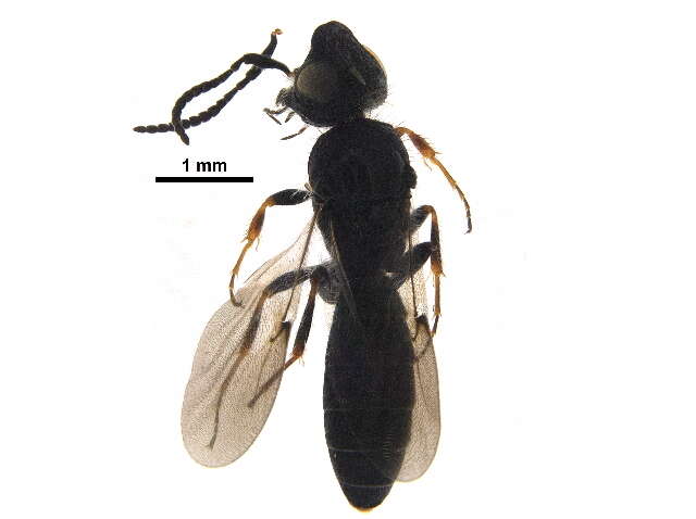 Image of Sparasionidae