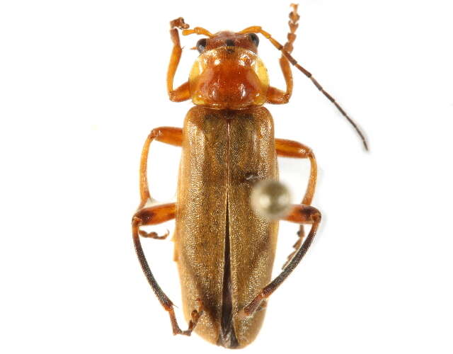 Image of Cantharis