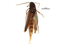 Image of Serropalpus